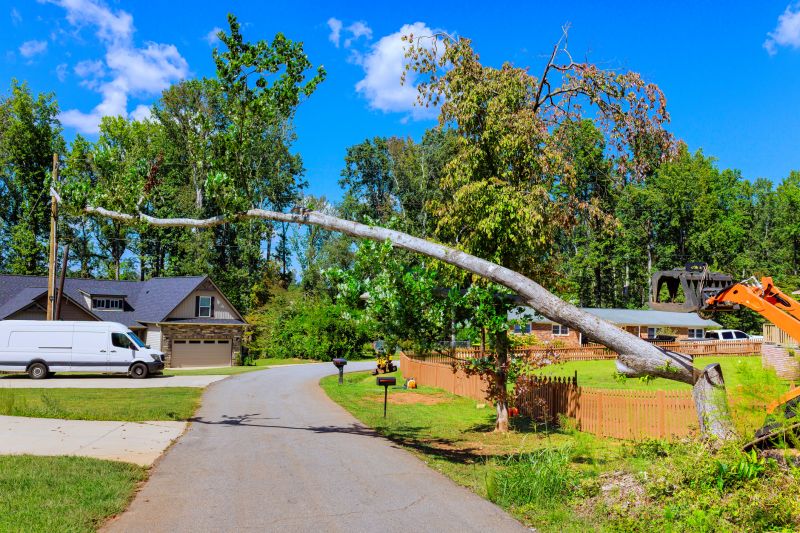 Cost of Fallen Tree Removal in Vero Beach, FL