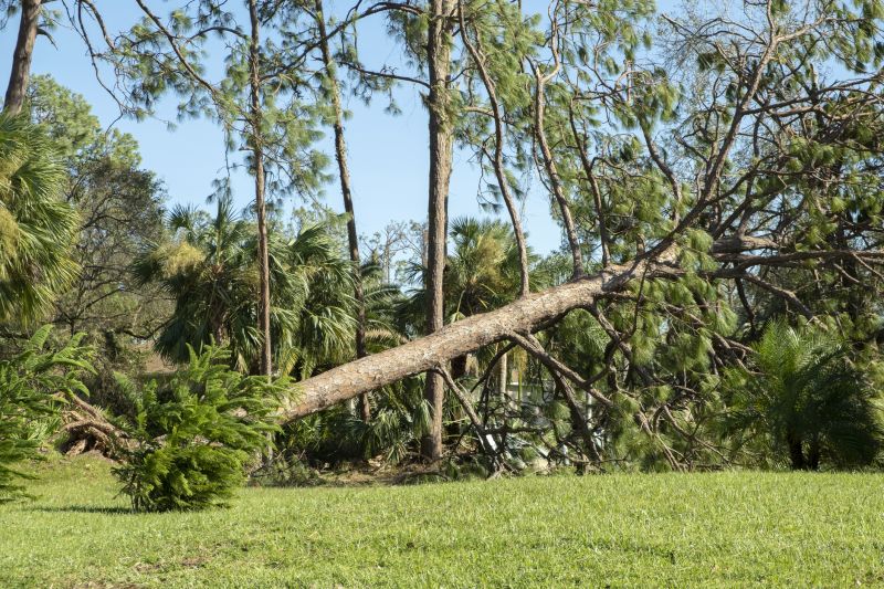 fallen tree removal services