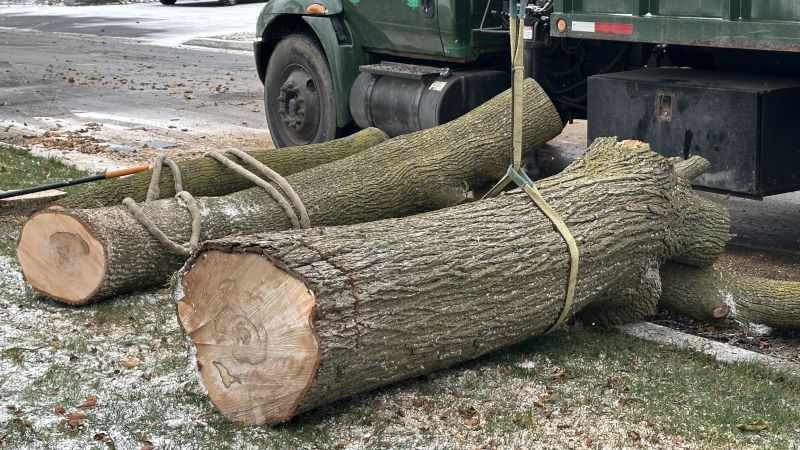 When To Get Tree Removals in Vero Beach