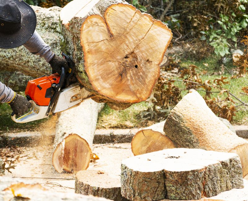 Who Provides Tree Removal Services in Vero Beach FL
