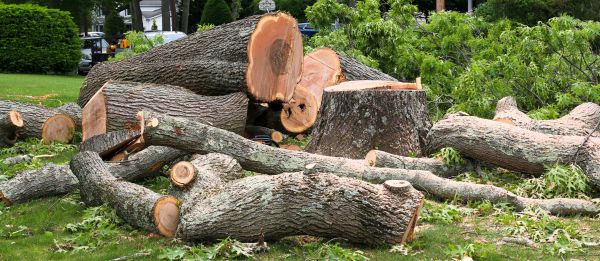 Large Tree Removal in Vero Beach