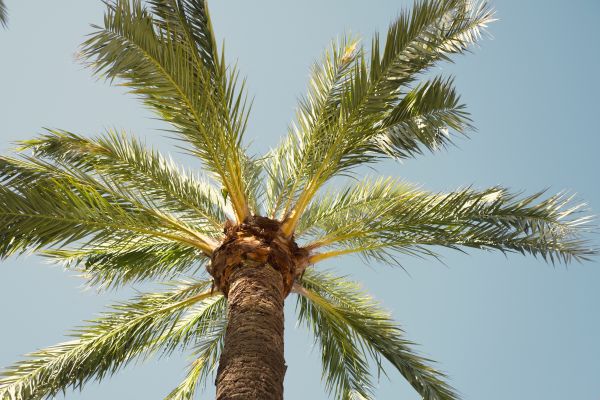 Palm Tree Removal in Vero Beach