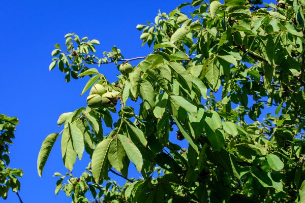 Walnut Tree Removal in Vero Beach