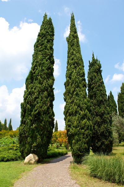 Cypress Tree Removal in Vero Beach