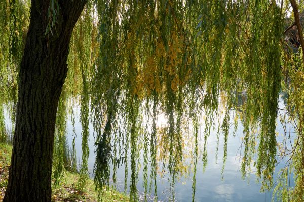 Willow Tree Removal in Vero Beach