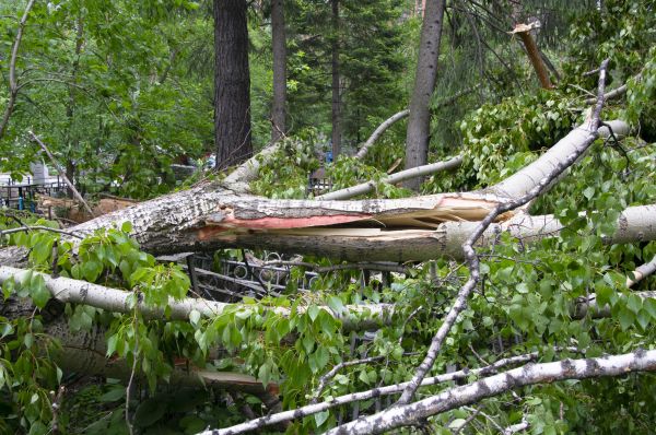 Birch Tree Removal in Vero Beach