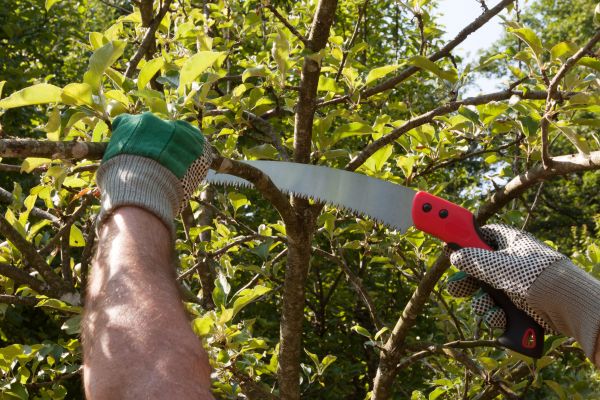 Elm Tree Removal in Vero Beach