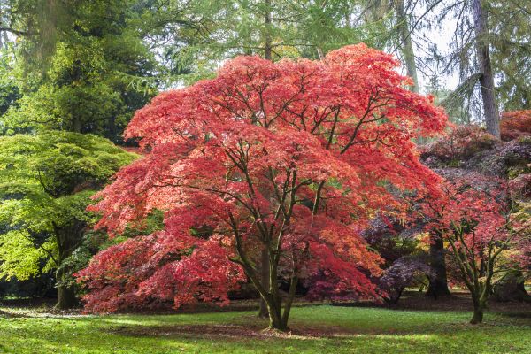 Maple Tree Removal in Vero Beach