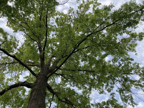 Oak Tree Removal in Vero Beach