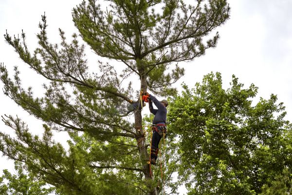 Pine Tree Removal in Vero Beach