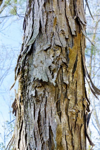 Hickory Tree Removal in Vero Beach