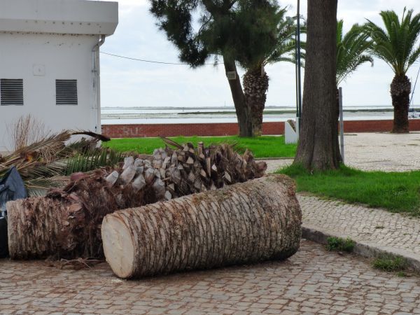 Palm Trees Removal in Vero Beach