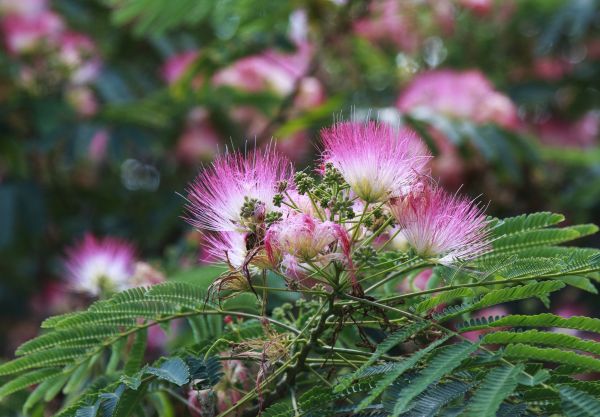 Mimosa Tree Removal in Vero Beach