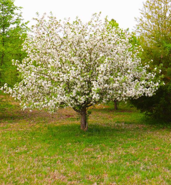 Dogwood Tree Removal in Vero Beach