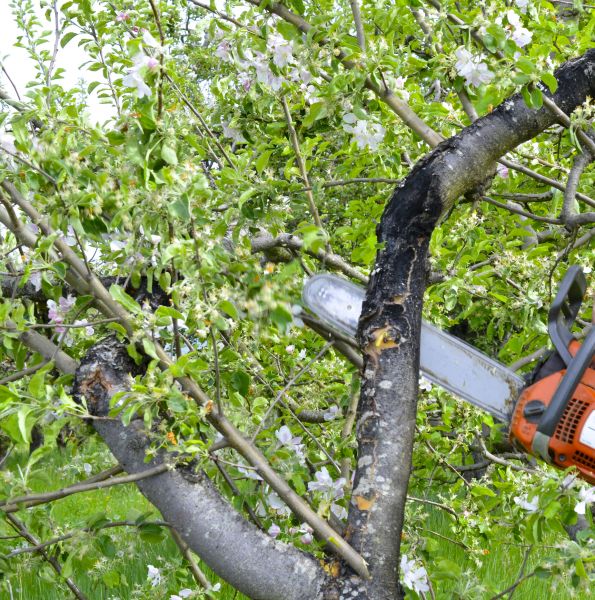 Apple Tree Removal in Vero Beach