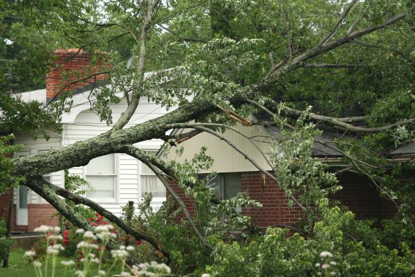 Emergency Tree Removal in Vero Beach