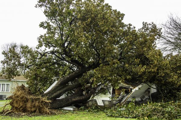 Fallen Tree Removal in Vero Beach
