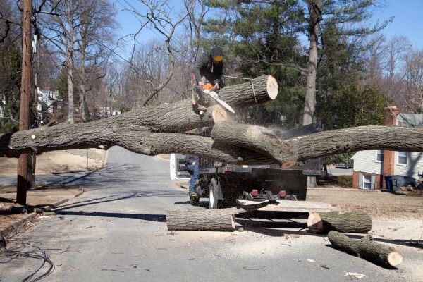 Residential Tree Removal in Vero Beach