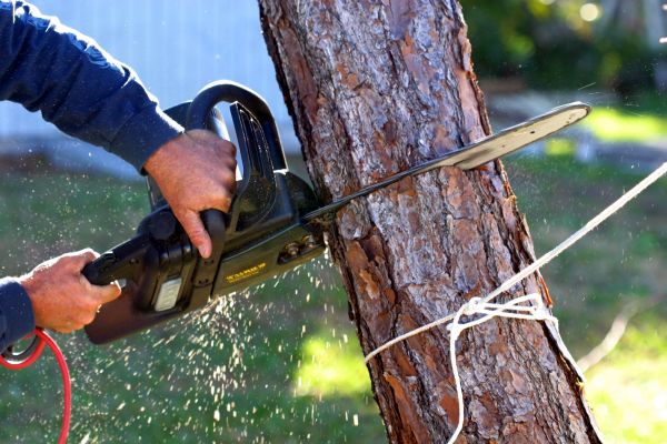 Dead Tree Removal in Vero Beach