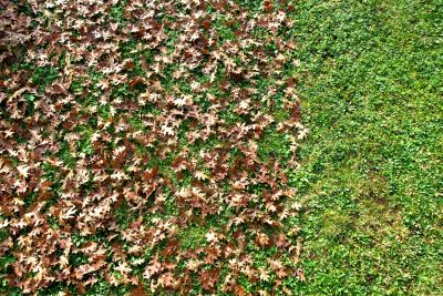Preventative Yard Maintenance