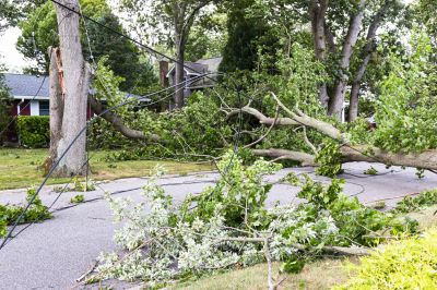 Tree Clearing in Commercial Area