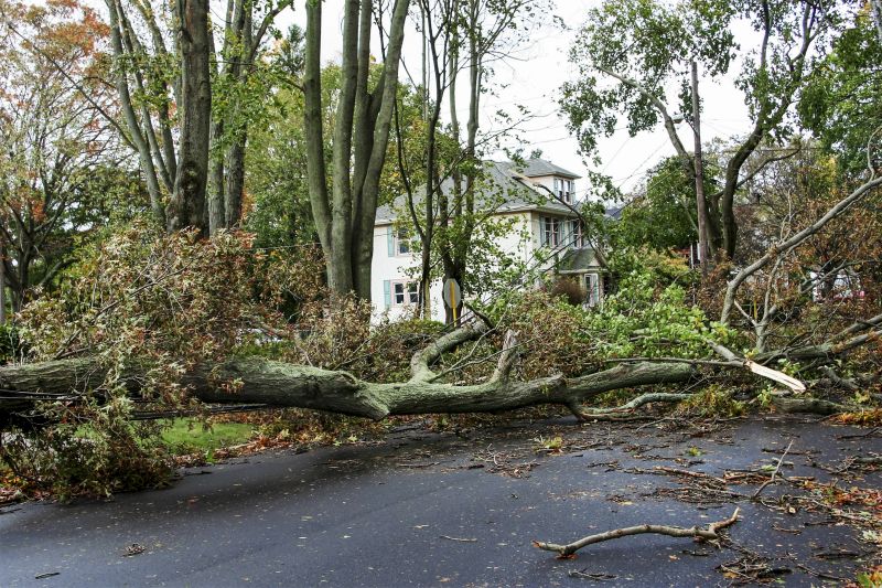 Fallen Tree Removal
