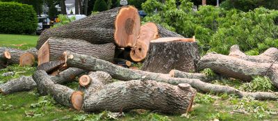 Dead Tree Removal detail