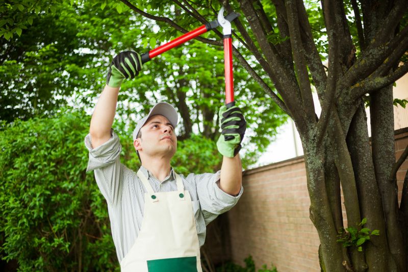 Tree Removal in Spring