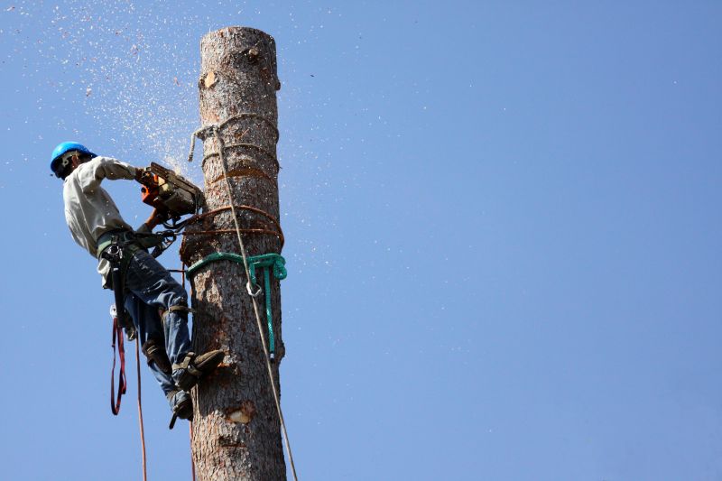Tree Removal in Summer