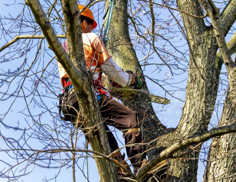 Tree Removal in Winter