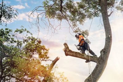 Certified Arborists