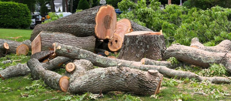 Tree Care Companies