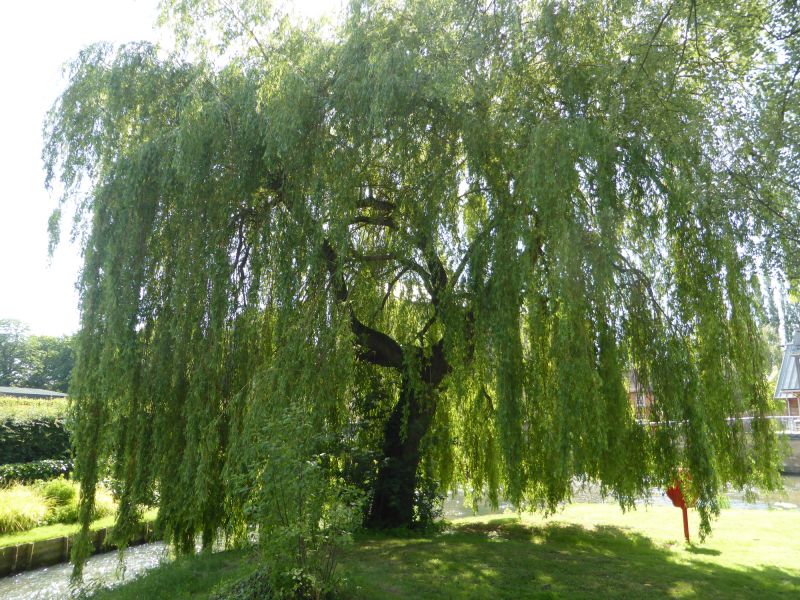 Willow Tree Removal
